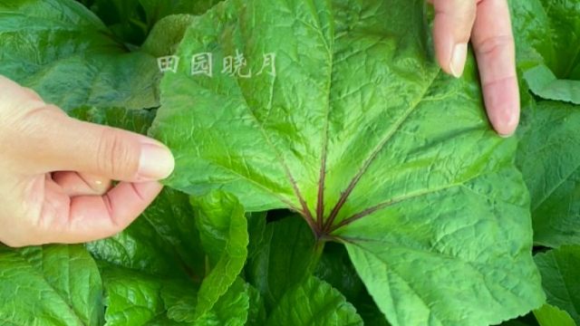 要想冬天有菜吃，现在就种冬寒菜