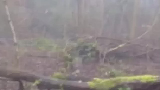 野猪的破坏能力