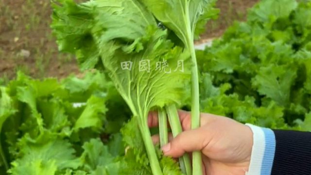 喜欢吃饺子的朋友，这个清香芥菜可别错过