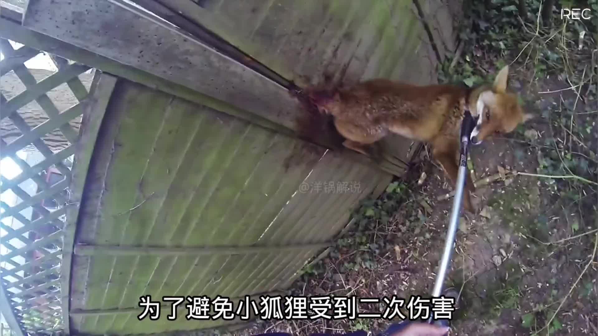 小狐狸贪玩不慎卡住了尾巴，好心的大爷发现了暖心救援