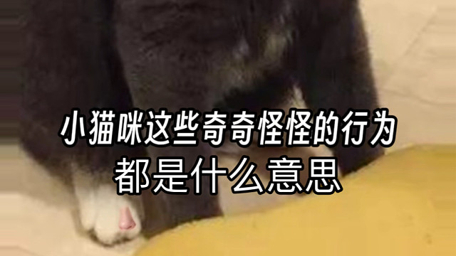 小猫咪这些奇奇怪怪的行为都是什么意思