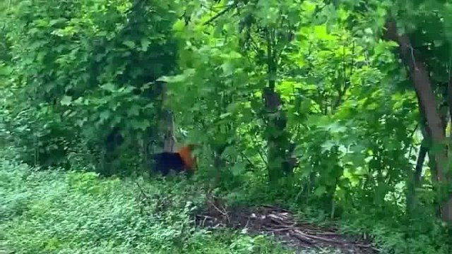 国外街头整蛊 (3)