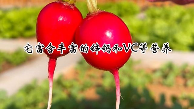 樱桃小萝卜，好吃又好看