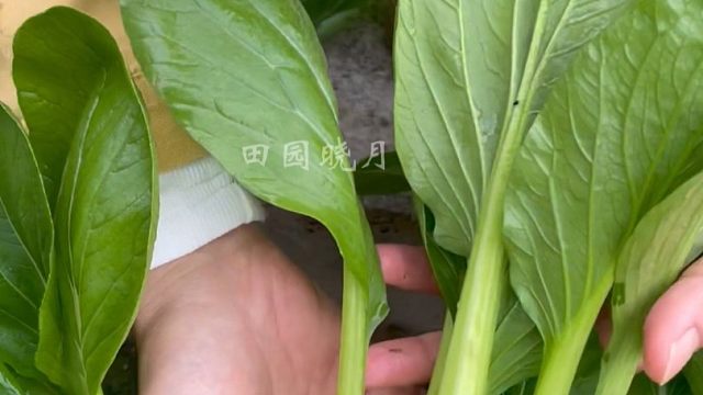 嫩嫩的小菘菜，您种了吗