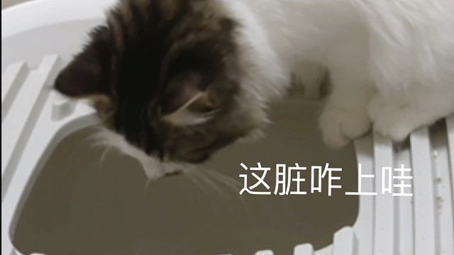 小猫：上不了一点脏厕所