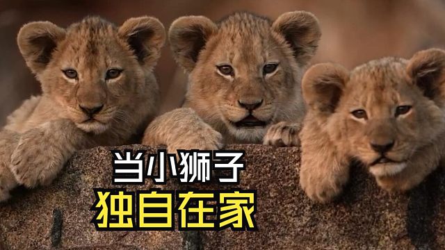 那些美好的动物视频！