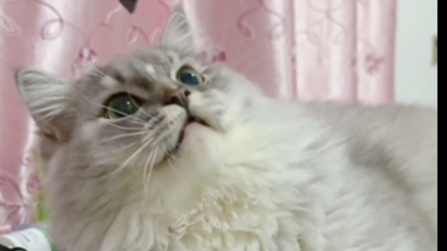 小猫是世上最可爱的小猫！