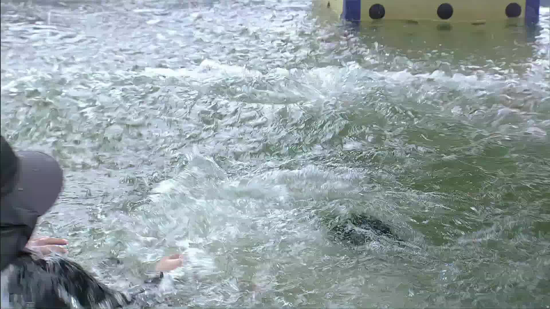DANK1NG落水视频