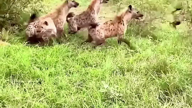 鬣老二抢狮子食物