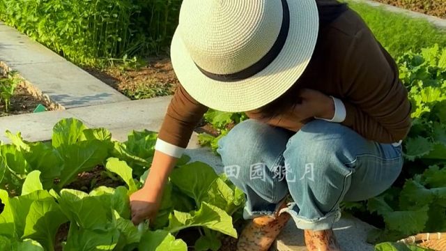 懒人来种菜，一定得选奶油快菜