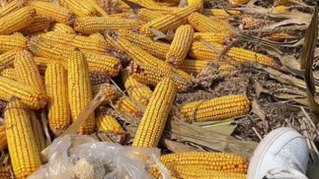 说住腰疼
熊我“没有腰”撂挑子了#田间地头 #收玉米 #乡愁记忆 #农村生活