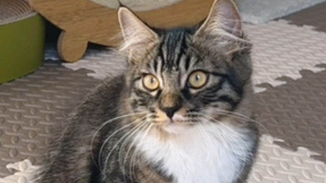 家里唯一的话痨