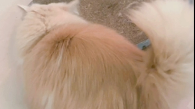 养过的才知道，长毛棉质毛一晚上不梳就成拖把喽