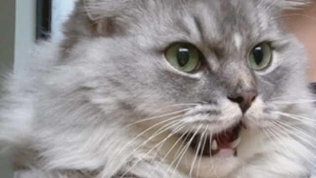 每次洗脚都哼哼唧唧，你出去看看哪有好小猫脚是脏的！再哼唧就把你小脚吃掉！