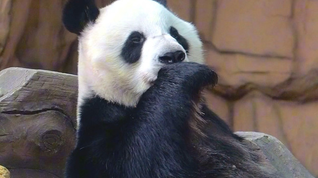 吃完西瓜还意犹未尽，小手都是甜的。