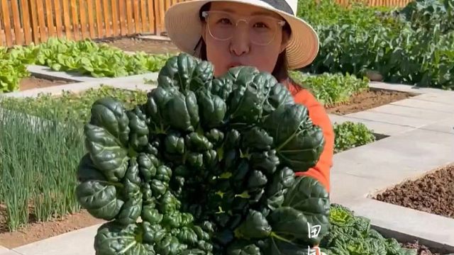 比牛羊肉还营养好吃的乌塌菜，该种了