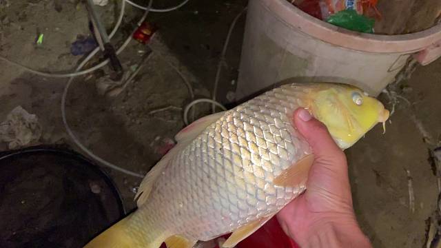 这三条我钓的