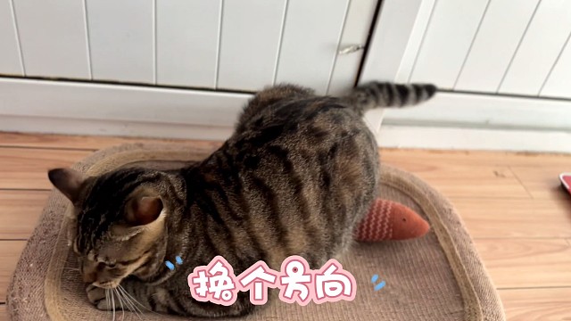 “不正经”小猫咪的爱好。