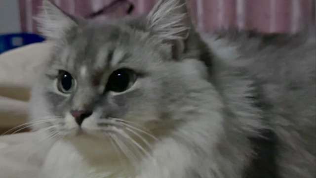 小猫等了一晚上