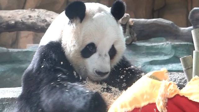 在被骂和拆抱枕之间，选择了委屈屈的拆