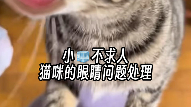 猫咪的眼睛问题处理
