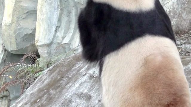 降温了出外场的第一件事，检查小吊床还结不结实。