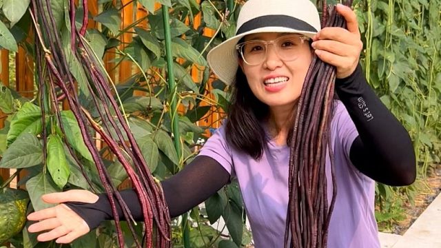 秋季正是种植紫豇豆的好时候
