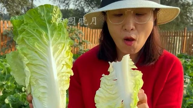 九月试试这个二十多天就采收的奶油快菜吧