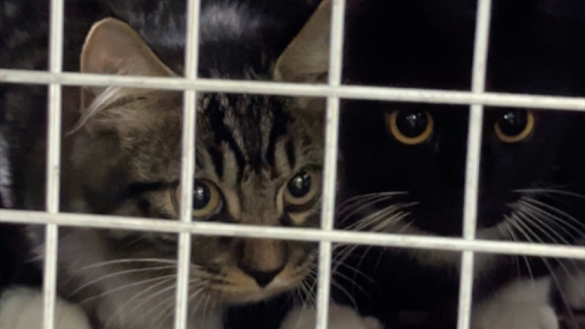 看到医生的小猫