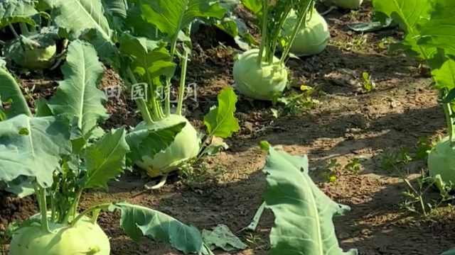 秋天再懒再忙，也一定要种点这个赛菠萝