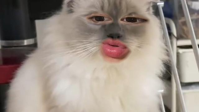 猫咪心理学我直接手拿把掐