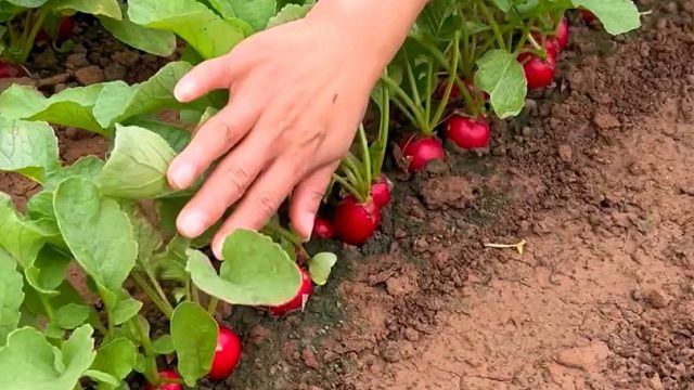二十多天就能采收的樱桃萝卜，现在正是种植好时候