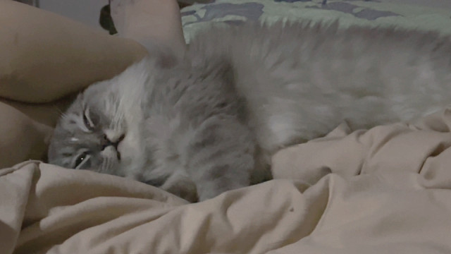 当小猫睡在我妈身边会发生什么
