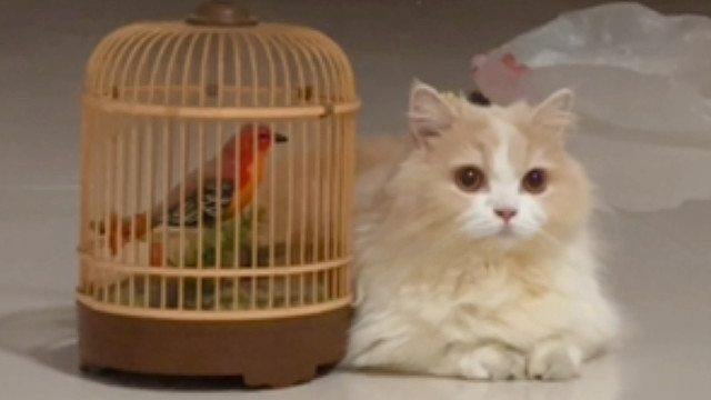 站起来还没假鸟的笼子高