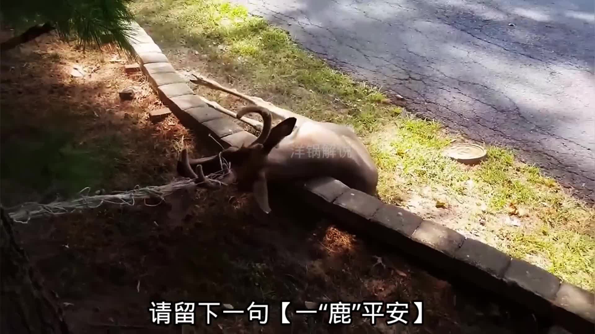 救援被困的小鹿