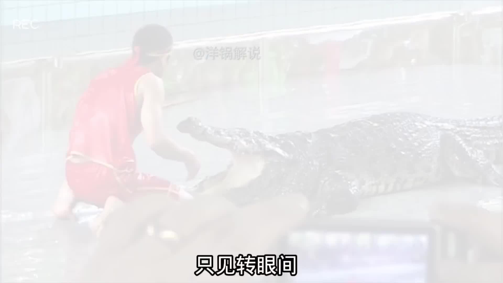 鳄鱼精彩表演，胆小勿看