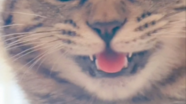 黏人的小猫有一个就算了还有两个！