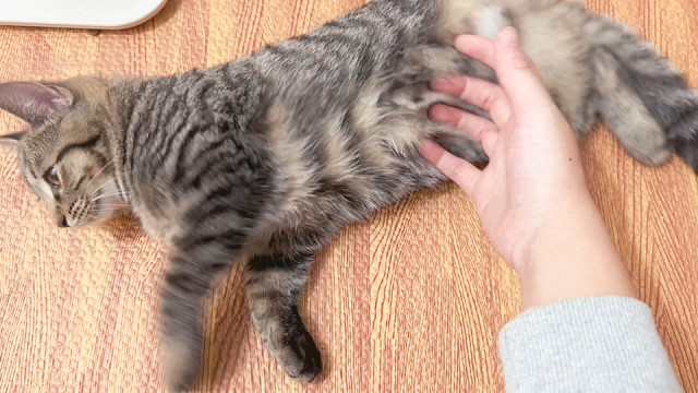 哪有一摸就躺下的小猫呀