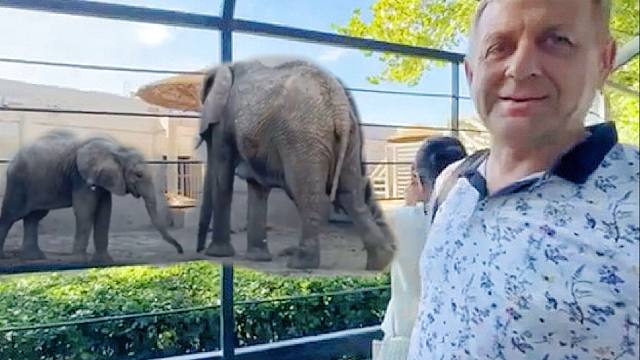 北京动物园的非洲象一家，温情满满