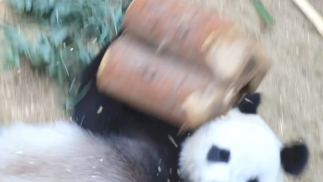 “暴力小母熊”上线，统统闪开。