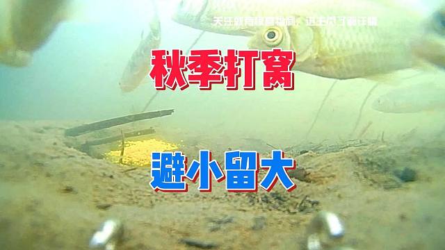 秋季野钓杂鱼闹窝，如何发窝快还能留大鱼？窝料选择上很重要