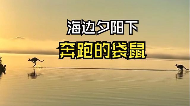 那些跟人类偶遇的动物视频！