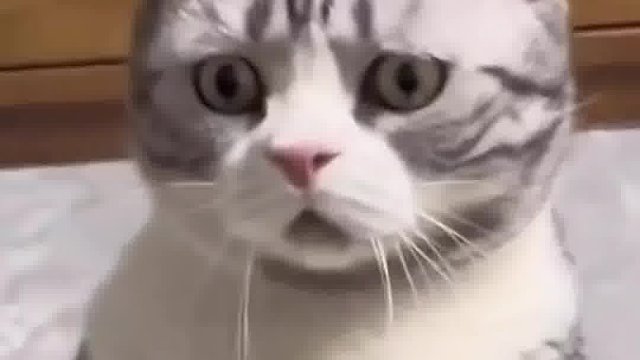 那些又萌又蠢的猫咪