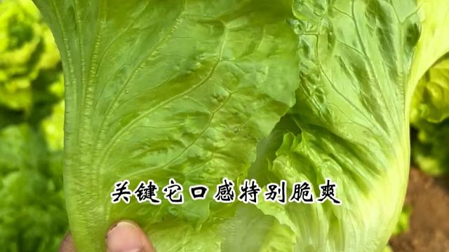 意大利生菜好吃好种还不爱招虫，秋天正是种植季节，你也种上一些吧