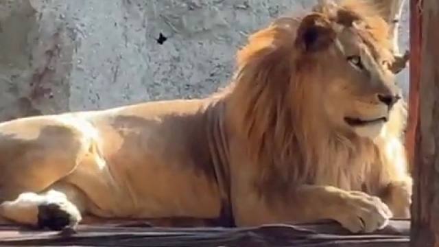 终于要看到北京动物园的狮子了，期待！