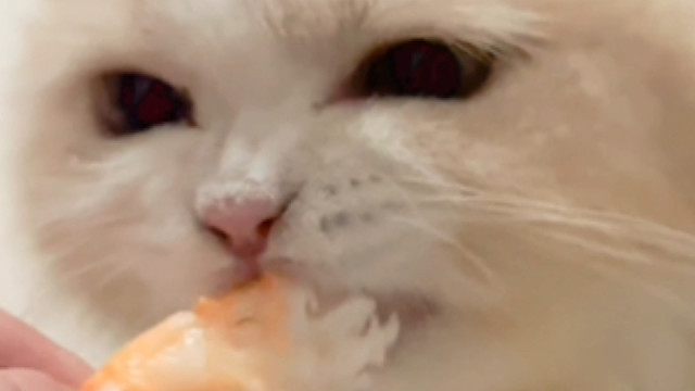 小猫爱吃虾吗？
