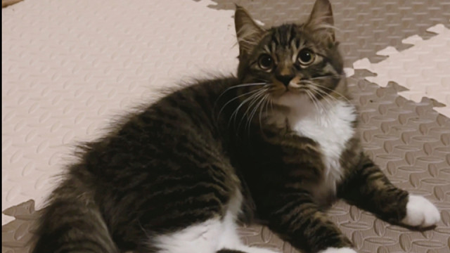 从出生一直养的小猫会黏人吗？