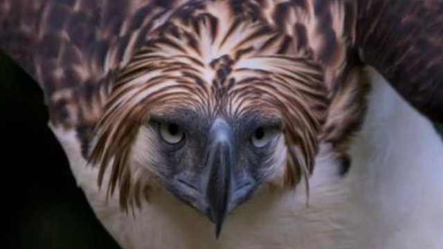 食猴雕：80后的童年噩梦，让峨眉山泼猴闻风丧胆的空中杀手！