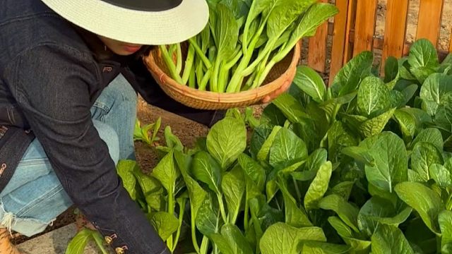 这是可以多茬采收的甜菜心，种一次吃的时间长