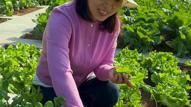 鲜嫩的豌豆尖，现在正是种植好时候